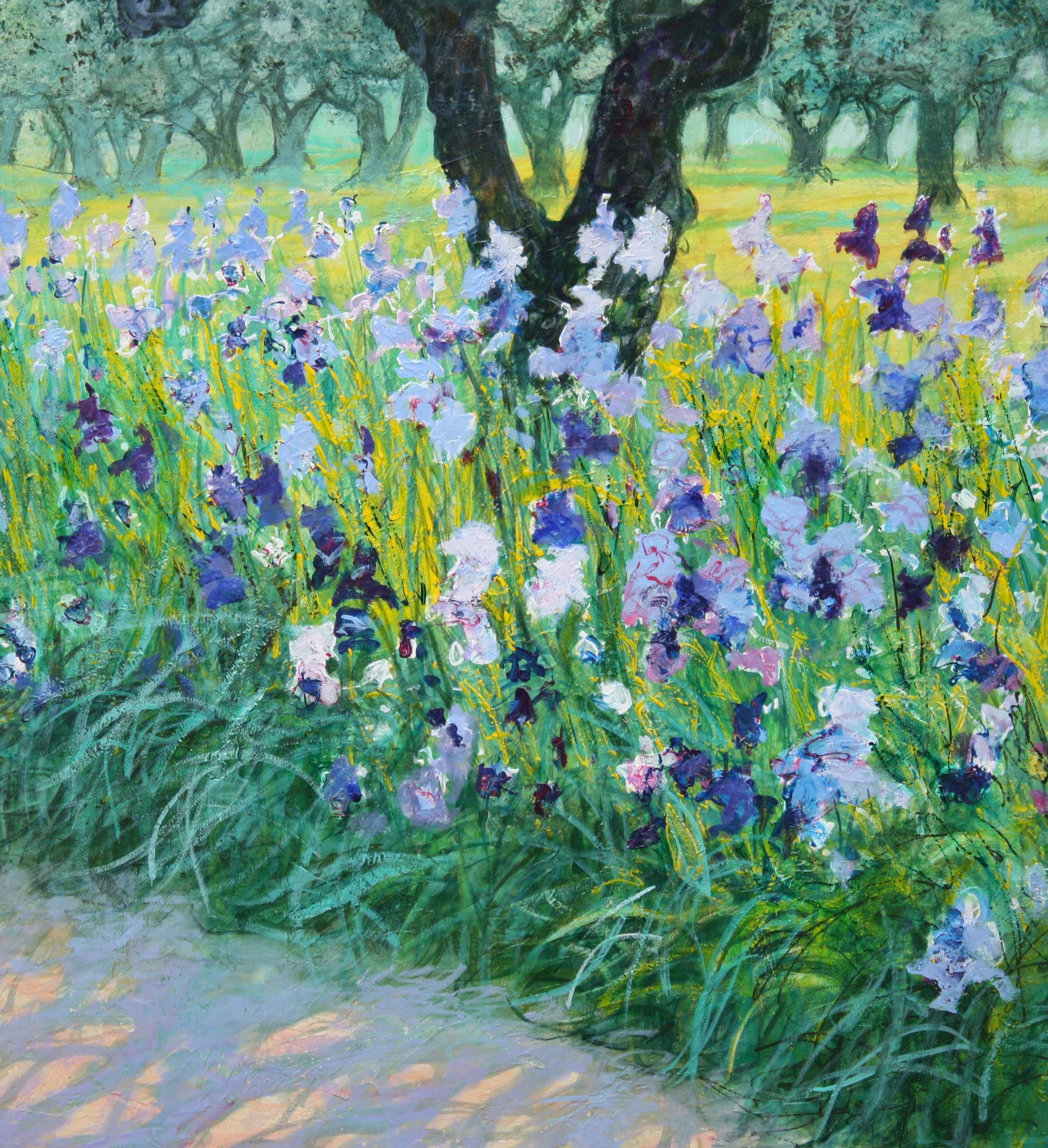 Iris unter Olivenbäumen