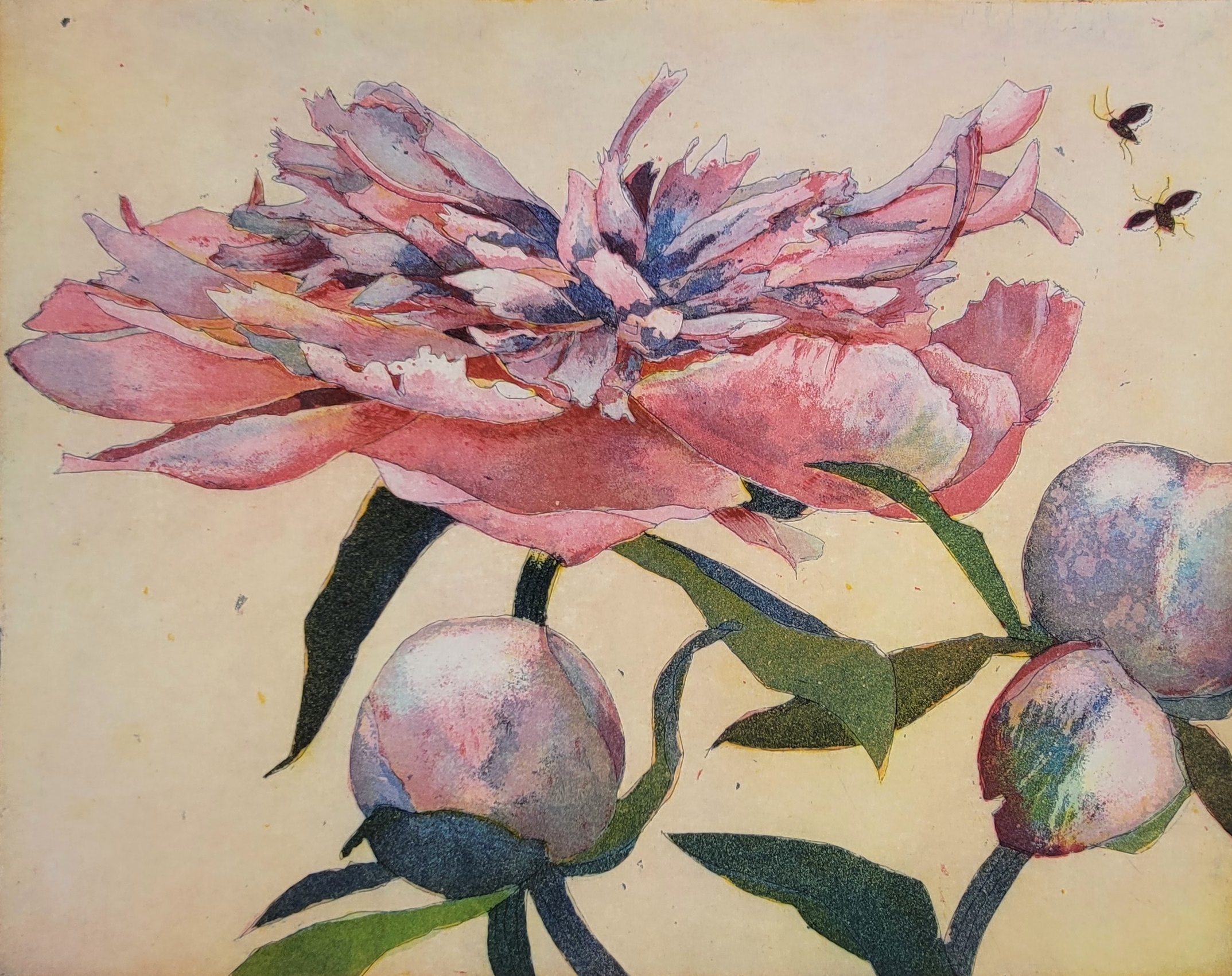 Chinesische Päonien Chinesische Päonien