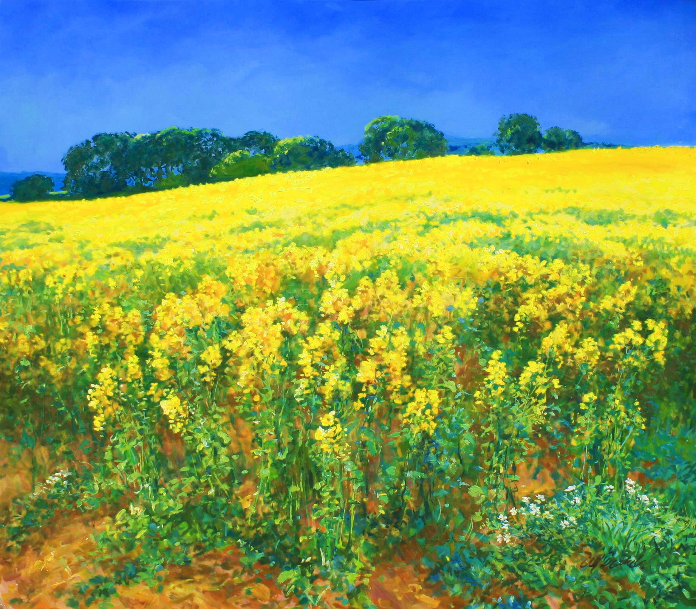 1024_0594a7f5ec5c0b Blühendes Rapsfeld